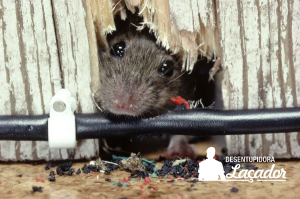 Combata a infestação de ratos contratando uma desratizadora
