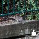 Paris fecha parques e jardins para ação de controle de ratos