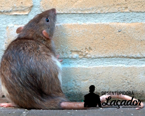 Dedetização 24 horas: conheças as doenças causadas por ratos